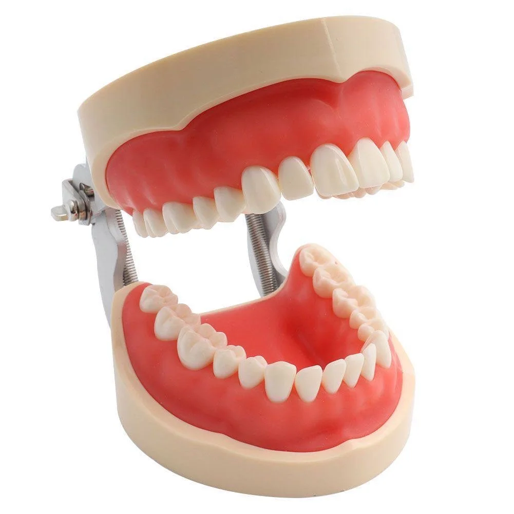minikan 32 teeth
