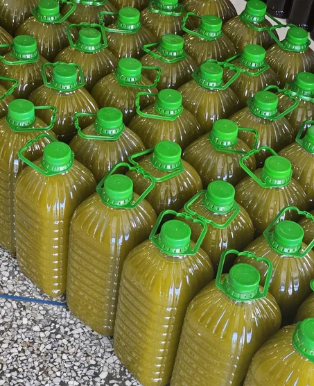 زيت الزيتون (بني ملا)