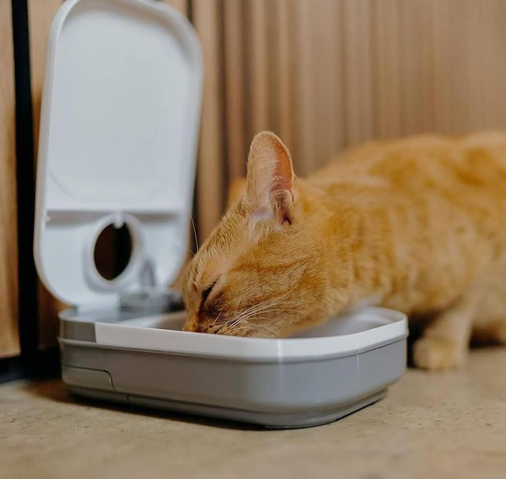 وحدة تغذية القطط الأوتوماتيكية باللون الرمادي