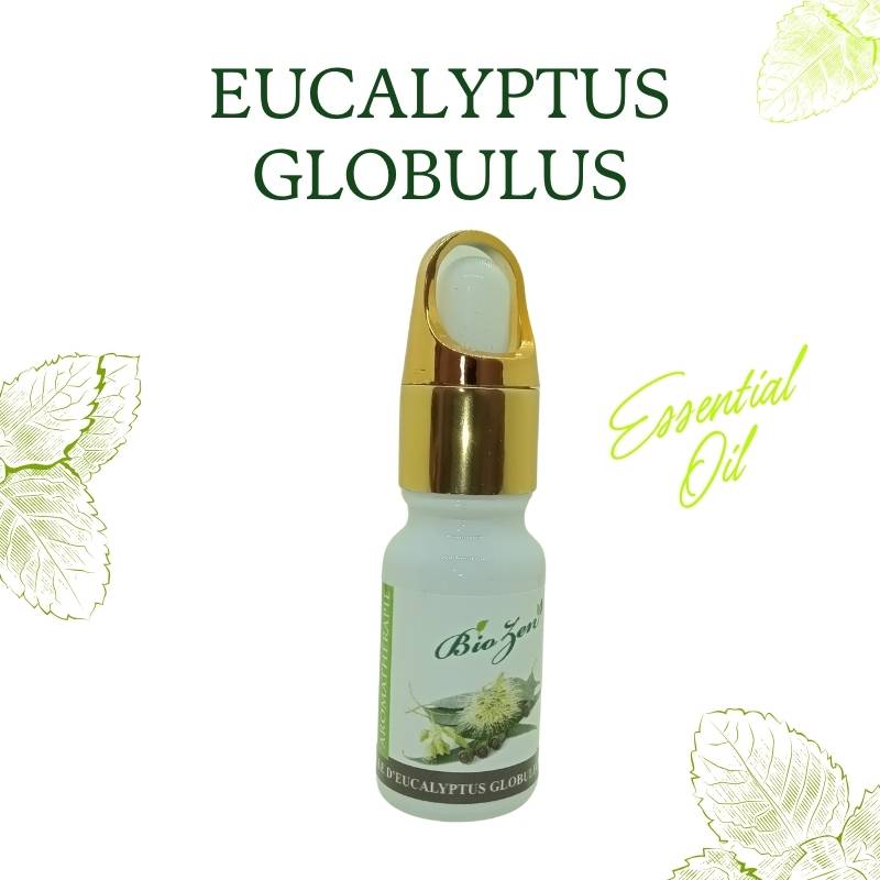 كاليبتوس EUCALTYPTUS GLOBULIS