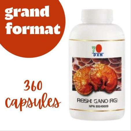 Champignon Reishi RG 360 فطر الريشي