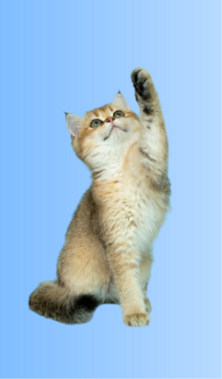 مستلزمات الحيوانات الأليفة