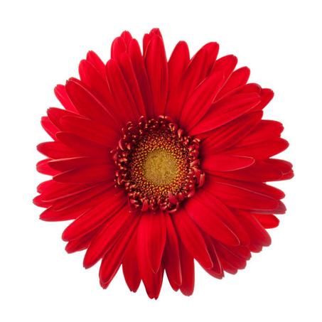Red colored Gerbera