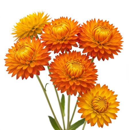 Nature Flower