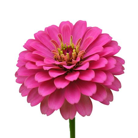 Pink Zinnia