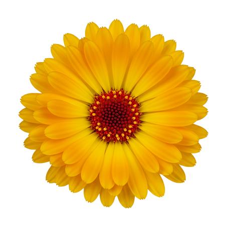 Calendula Yellow