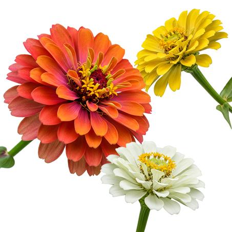 Multicolored Zinnia