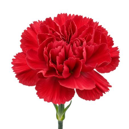Red carnations flower