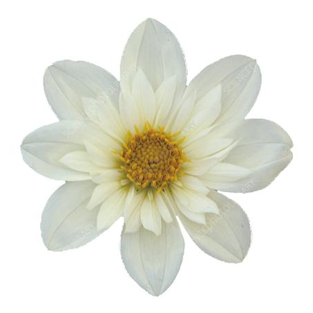 White flowers dahlia