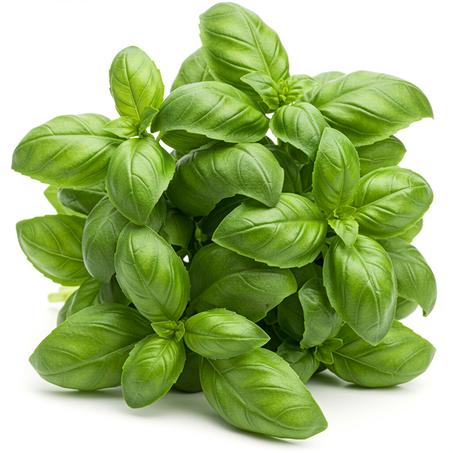 Fresh green basil