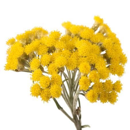immortelle flower