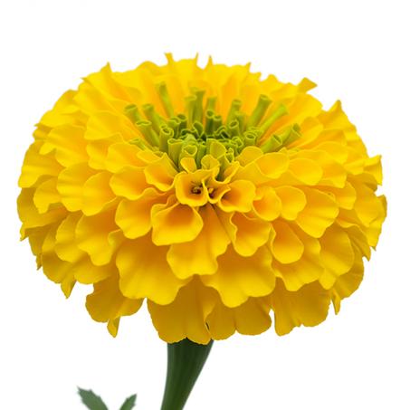 Zinnia Yellow
