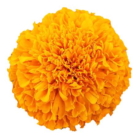 Marigold flower