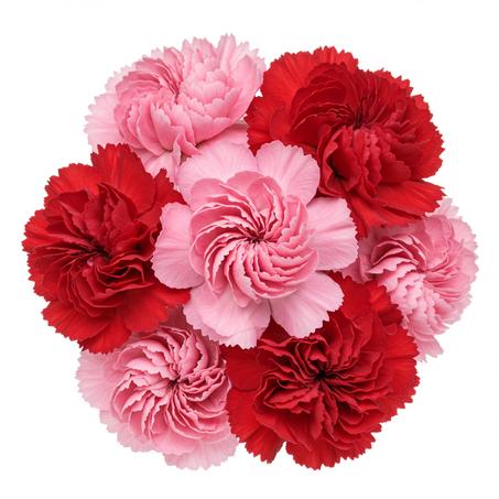 Flowers Pink