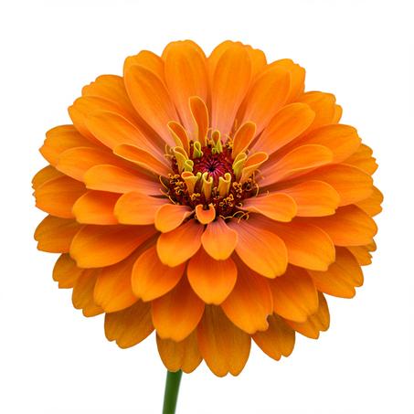 Orange flower of elegant zinnia