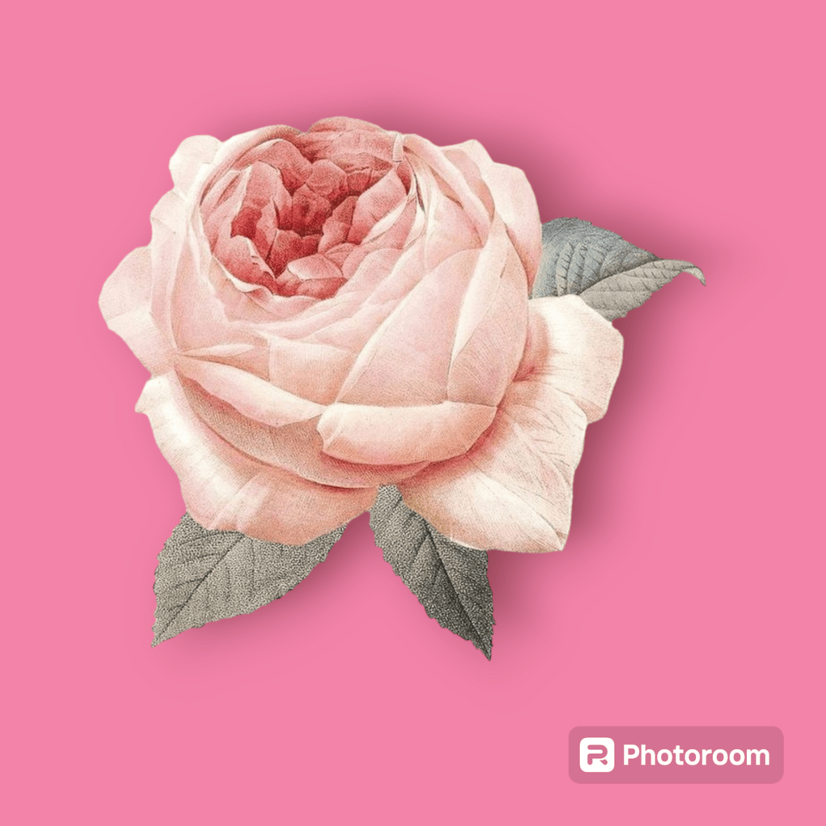 FLORAL ROSE