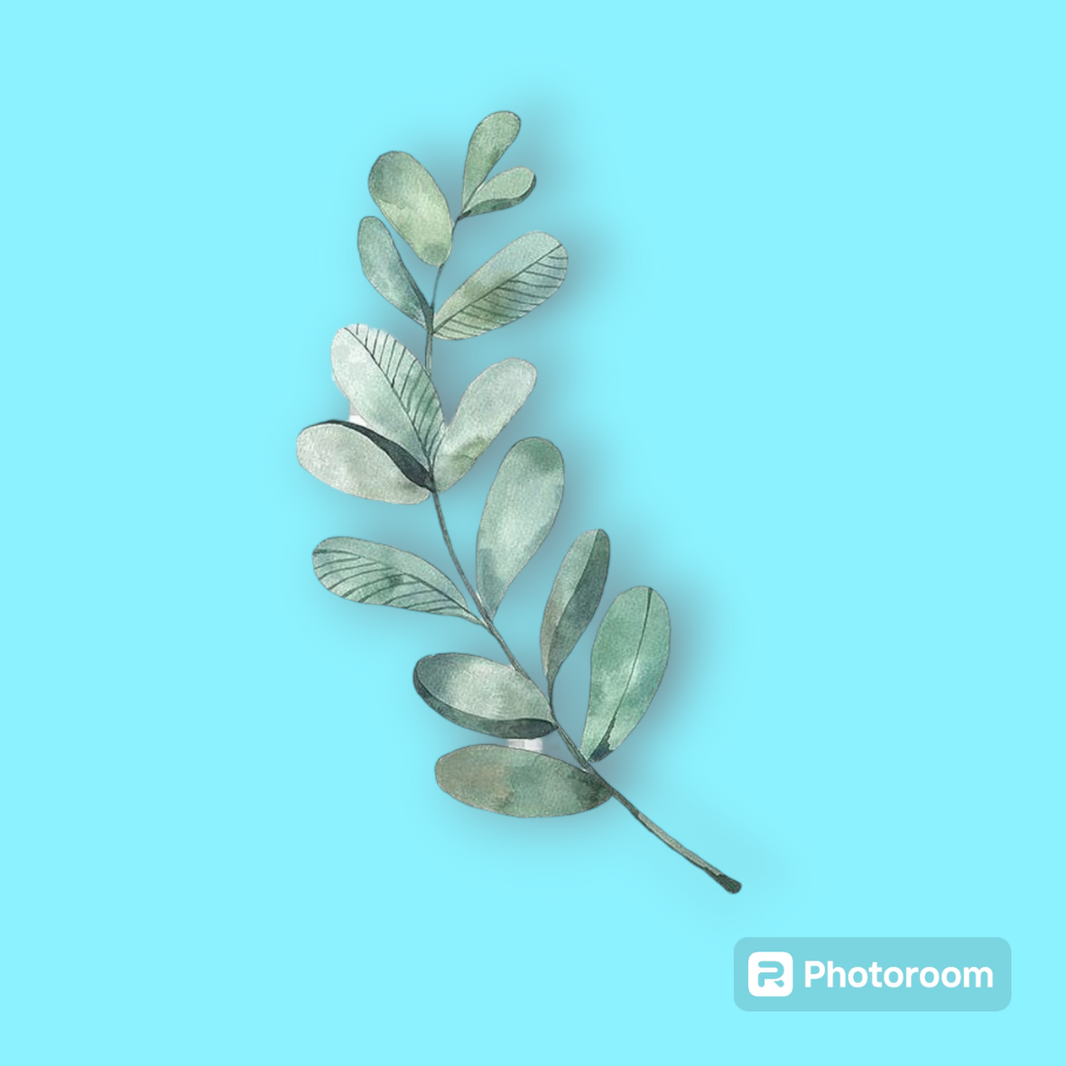 EUCALYPTUS