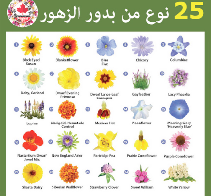 بذور زهور الحديقة الساحرة