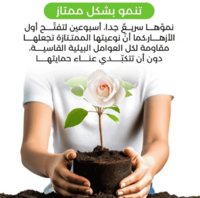 بذور زهور الحديقة الساحرة