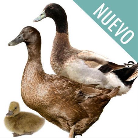 كامبل أبيض كاكي