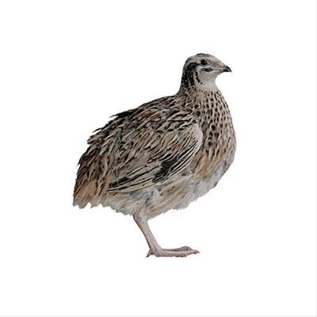 طائر السمان