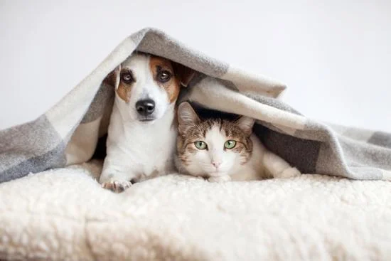 مستلزمات الحيوانات الأليفة