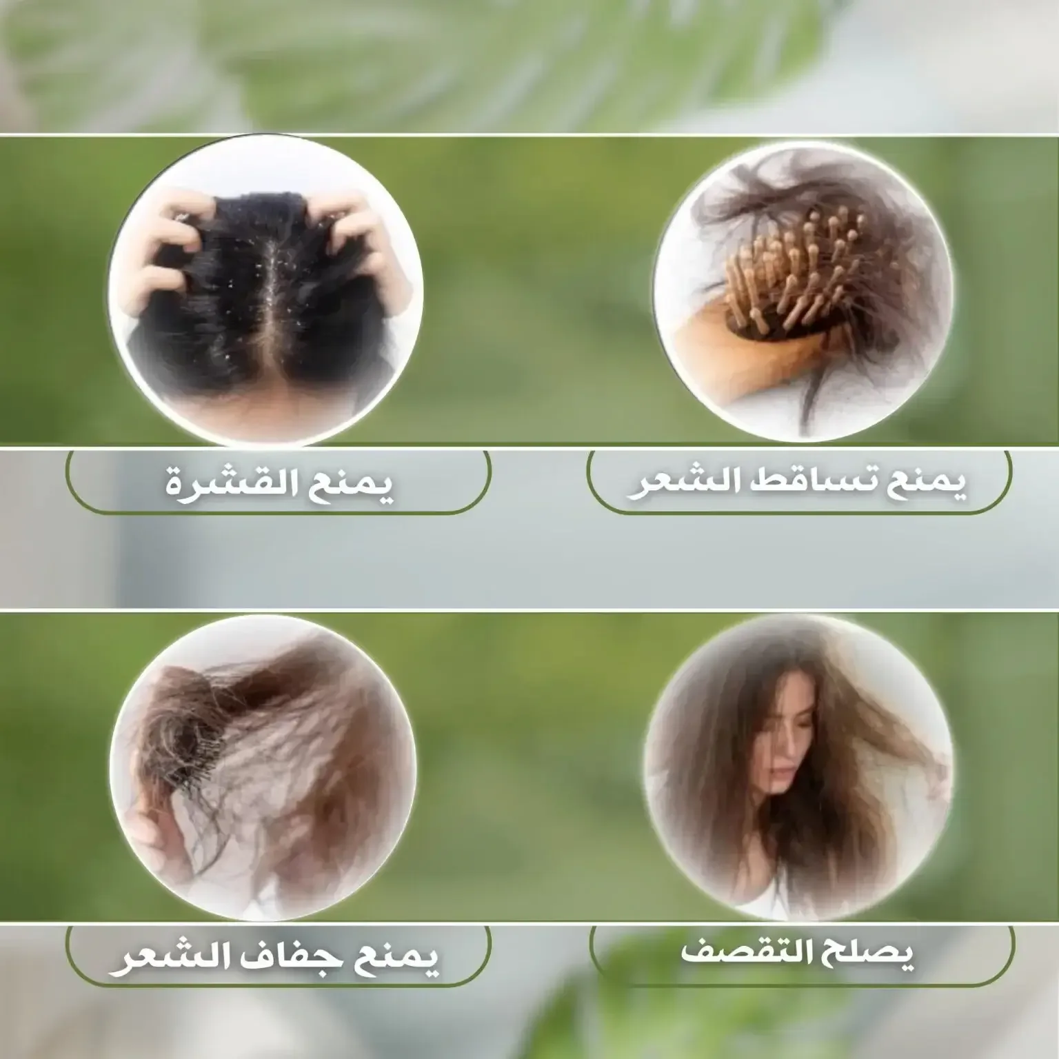 شامبو ساكورا الياباني