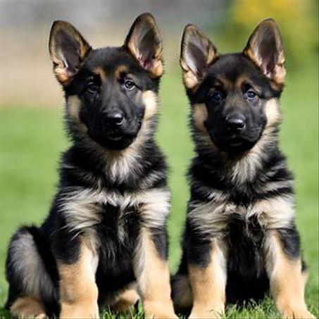 Husky Sibérien (2,5 mois)