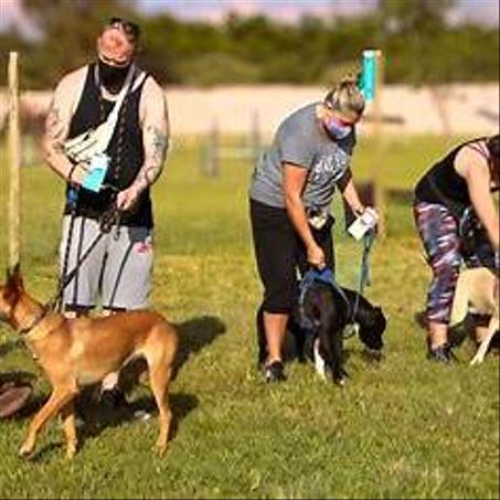 Pack Dressage de base