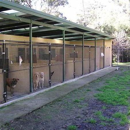 Berger Allemand (3 mois)