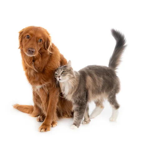 Pets - الحيونات الأليفة