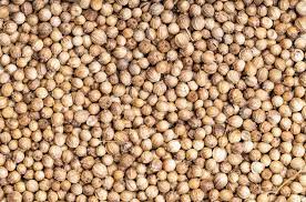 كزبرة حصي بلدي