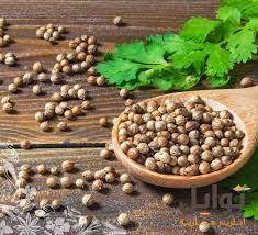 كزبرة حصي بلدي