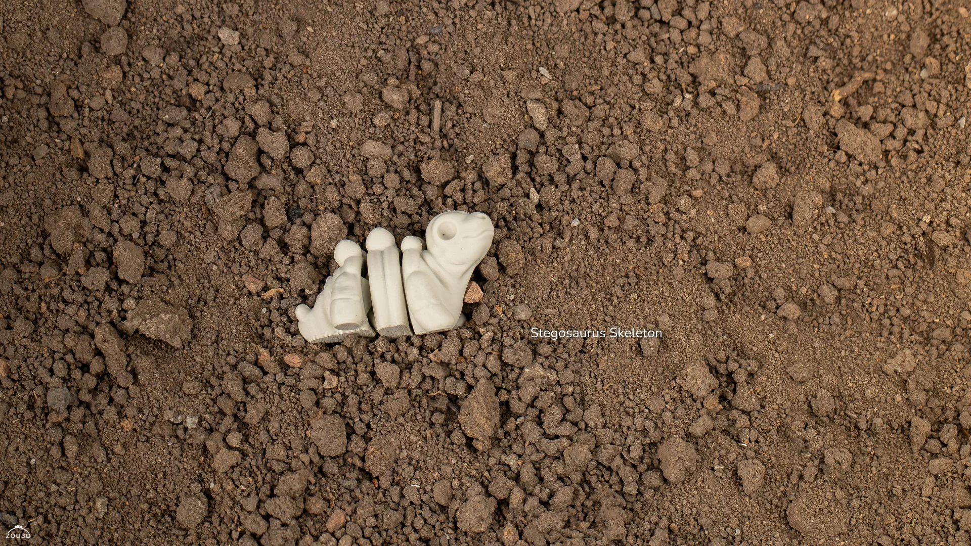 Mini Squelette de Stégosaure Articulé