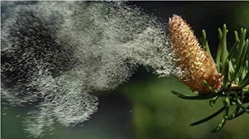 Pine Pollen Powder 250 Grams, Shell Broken/Cracked Cell Wal