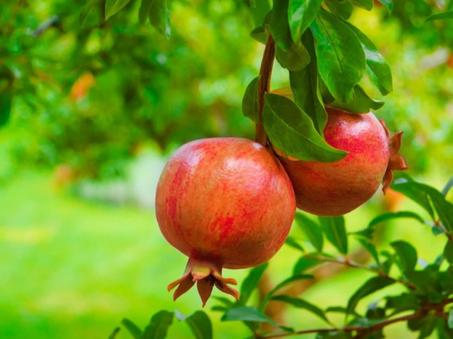 شتلات | الأشجار المثمرة