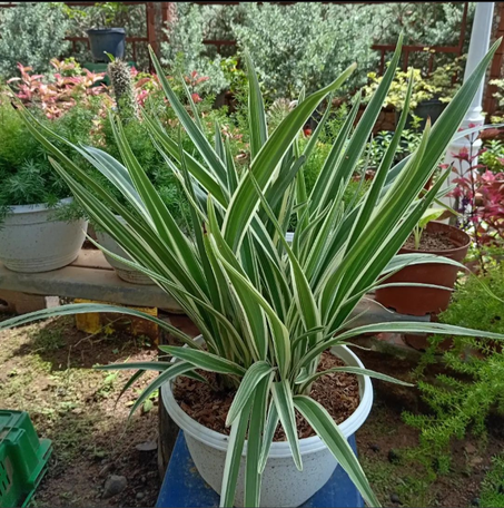 نباتات التزيين