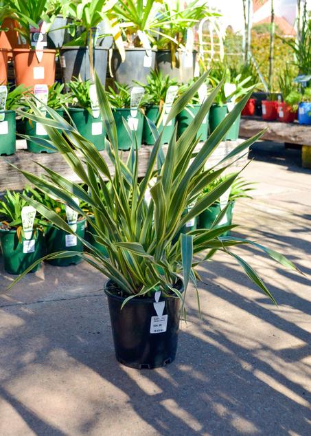 Phormium – Vague Jaune