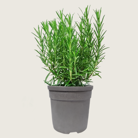 الازير {إكليل الجبال} Romarin