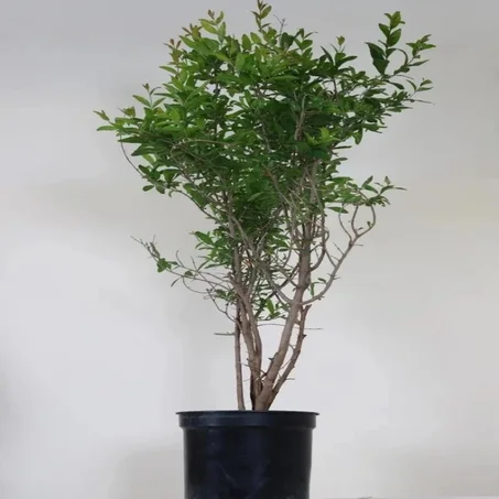 شجرة الرمان