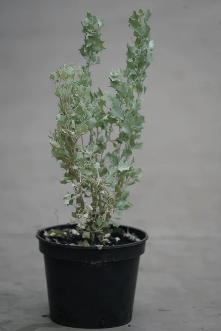 القطف{atriplex}