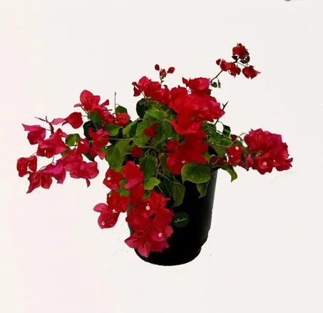 جهنمية حمراء Bouguinvillier rouge