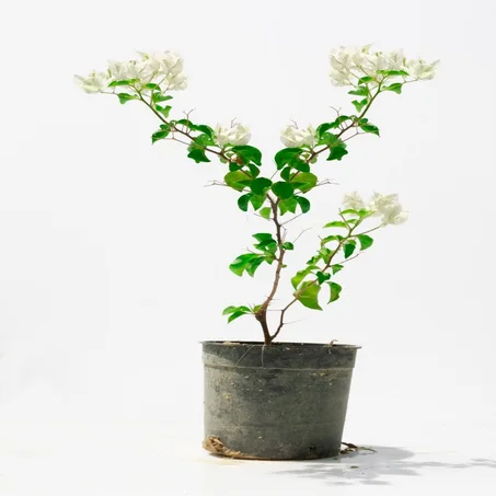 الجهنمية البيضاء Bouguinvillier blanche