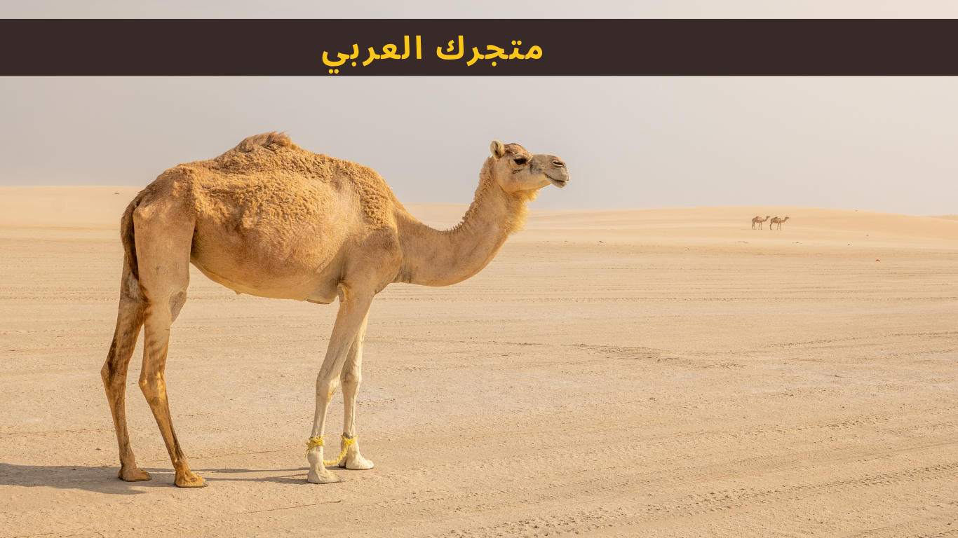 slider-image