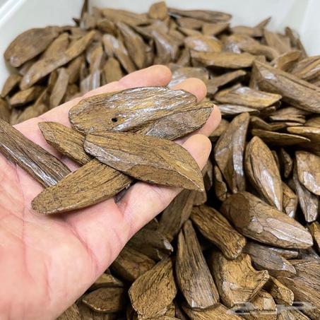 العود القماري الأصلي