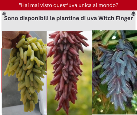 Piantine d'uva "Dita di Strega"