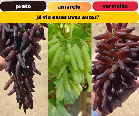 Piantin d'uga "Dita de la strega"