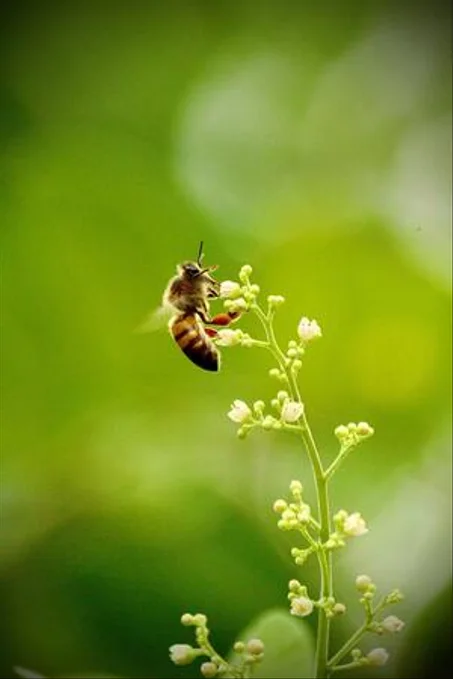 منتجات العسل ومشتقاته