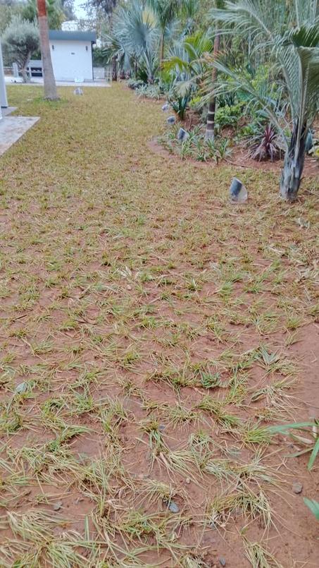 العشب الطبيعي أو الصناعي