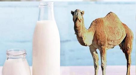 حليب الإبل